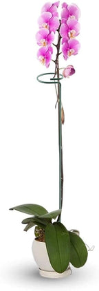HiGift 20 Pack 24 Inch Plant Support Stakes, Single Stem Flower Support Stakes and Rings for The Garden, Metal Garden Stakes for Tall Plant Vegetables Amaryllis Orchid Lily Sunflower Rose Narcissus