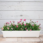 Root & Vessel 16362 Countryside Flower Box Planter, 36-Inch, White.