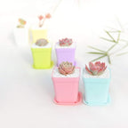 24 Pack 3inch Multi Color Square Plastic Plant Pots,Seedling Nursery Transplanting Planter Container Indoor Outdoor for Your Room,Garden Office and Balcony Decor