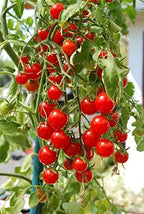 Ultimate Hanging Baskets - Strawberry, Tomato, Flower, and Herb Outdoor Planters - Use Garden Pots for Growing Plants Outside On A Deck, Fence, or Balcony (2)