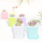 24 Pack 3inch Multi Color Square Plastic Plant Pots,Seedling Nursery Transplanting Planter Container Indoor Outdoor for Your Room,Garden Office and Balcony Decor