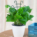 6PCS Trellis for Potted Plants, Stackable Indoor Plant Trellis for Climbing Plants Outdoor for Vine Ivy Hoya Houseplants Flower Plant Support