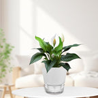 2024 Upgraded 5 Pack 6-Inch Self-Watering Planter Pots with Deep Reservoir for Indoor and Outdoor Plants with Planting Tools (Frosted White)