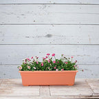 Root & Vessel 16245 Countryside Flower Box, 24-Inch, Terracotta