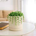 Planters Set of 4 Small Round Ceramic Pots in Oatmeal with Saucers
