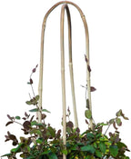 20 Pack Bamboo U Trellis for Potted Plants - 16 Inch U-Shaped Plant Support Hoop, Heavy-Duty Arch Stake for Climbing Vines Cucumbers, Indoor/Outdoor Rustic Garden Training Frame