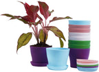 TDHDIKE 10 Pcs Plastic Planters Indoor Pots, Mini Flower Seedlings Nursery Flower Pot with Pallet, Modern Decorative Gardening Containers
