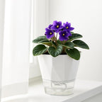 6 Pack Self Watering Pots for Indoor Plants, 8.4 Inches Self Watering Planters Large African Violet Self Watering Clear Pots for Plants Large Herb Orchid Flower Houseplant Pots, White