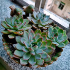 NWFashion Special Design Fun Garden 6INCH Flower Planter Succulent Pot Indoor OutdoorPlanter (Bird)
