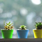 PURPLE STAR 1N 50 Packs Cupcake Plant Nursery Pots with Humidity Dome- Planting Containers Cups- Small Flower Pots for Indoor Outdoor Plant Succulent Vegetable (Mixed Color)