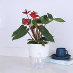 6 Inch Self Watering Plastic Plant Pots for Indoor Plants - 3 Pack White Orchid Planters with Wick Ropes & Drainage Holes, Modern Decorative Garden Pots with Water Reservoir