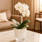 6 Pack Self Watering Pots for Indoor Plants, 8.4 Inches Self Watering Planters Large African Violet Self Watering Clear Pots for Plants Large Herb Orchid Flower Houseplant Pots, White