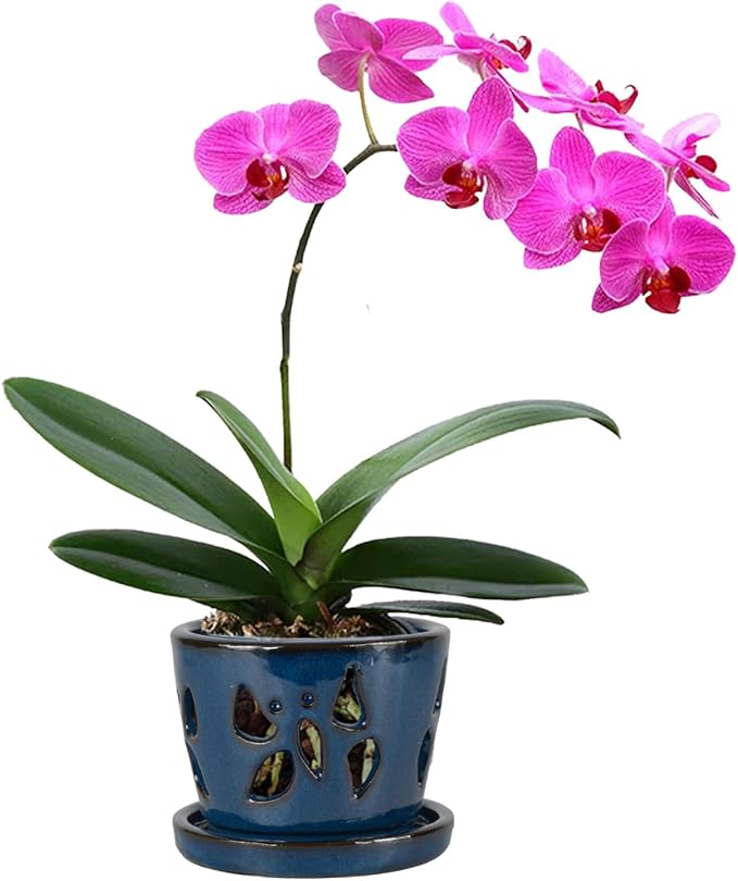 W&W Orchid Pot with Holes and Saucer for Repotting, Blue, 5 Inch