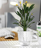 Self Watering Pots for Indoor Plants, Flower Pots, Self Watering Plant Pot-3pcs 6inch Clear