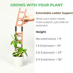 Treleaf Stella Extendable Ladder Trellis - Wooden Plant Trellis for Indoor Climbing Plants, Modular Plant Support Stake with 12” Base + 8” Extension - Perfect for Ivy, Hoya, Houseplants