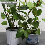 Small Metal Trellis for Potted Plants, 3 Pcs Gold Trellis for Climbing Plants Indoor, Plant Support Stake Mini House Plant Trellis for Hoya, Flower, Pothos, Monstera