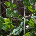 Jute Trellis Netting - Jute Netting for Garden, Heavy Duty Plant Support Netting for Climbing Plants, Cucumber, Vine, Fruits & Vegetables, Climbing Vining Plants (3.3 Ft X 16.4 Ft, 5.9 Inch Squares)