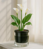 D'vine Dev 6 Inch Design Self Watering Planter for Indoor Plants, Black Terracotta Pot with Cylinder Glass Cup, 37-X-B-3