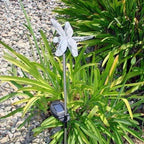 Solar Powered Garden Stake LED Light, Set of 2 (Dragonfly)
