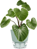 Green Self Watering Plant Pots - 6" Planters for Indoor Plants - Pack of 5 Flower Pots - Plant Pots with Drainage Hole and Tray Saucer (Frosted Dark Green)