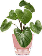 Self Watering Pots for Indoor Plants, with Visible Reservoir, 6 inch Plant Pot with Wick Rope Planter Pot for Indoor Outdoor Plants (Frosted Brick Red)
