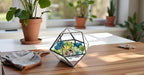 Terrarium Kit, 7-Inch Dodecahedron Glass Container with Moss and Crystals