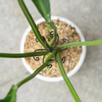 Monstera Plant Stem Support Set - 2.75x2.75 inches 5 Durable Fishbone Design Stabilizers for Indoor Climbing Plants - Perfect Leaf Holders & Gifts for Plant Lovers