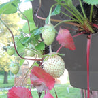 Ultimate Hanging Baskets - Strawberry, Tomato, Flower, and Herb Outdoor Planters - Use Garden Pots for Growing Plants Outside On A Deck, Fence, or Balcony (2)