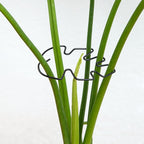 Monstera Plant Stem Support Set - 5pcs 4.13x2.95 inches Durable Supports for Indoor Climbing Plants - Easy-to-Use Stabilizers for Healthy Growth and Elegant Garden Decor