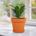 6 inch Plastic Nursery Pots, 16 Pack Plant Pots for Indoor Outdoor Plants, Flower Pots with Drainage Holes and Saucers, Decorative Seedling Starter Planters for House Plants, Terracotta