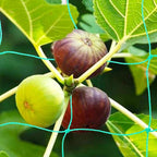 Pack of 2 Cucumber Tomato Trellis Netting, Heavy Duty Garden Netting for Climbing Plants Support, Pea, Grape, Bean, Fruit, Vegetables - 4" Mesh Size, 6Ft x 12Ft