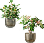 Melphoe Self Watering Pots for Indoor Plants Planter, 6.5 Inch 2 Pack Planters Self Watering Plant Pots for Flower, Houseplants, Succulent, African Violets and Cactus with Drainage