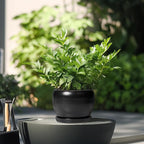 SQOWL Ceramic Plant Pot - 6 Inch Planter for Indoor Plants, Round Flower Pot with Drainage Hole and Saucer, Modern Succulent Planter Outdoor, House Decor, Plant Lovers Gifts, Black