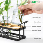 Terrarium Propagation Station with 5 Glass Jars and Black Metal Stand
