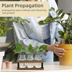 Terrarium Propagation Station, Brown Wood Stand with 3 Glass Jars