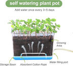 Self Watering Planters - 4 Pack Rectangular Clear Plant Pots with Drainage Holes for Indoor Plants