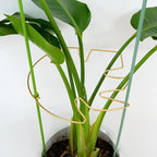 5PCS Monstera Plant Stem Support with Leaf Holders - Innovative Cactus Stake for Indoor Plants - Unique Plant Support Kit for Healthy Growth - Ideal for Gardening Enthusiasts