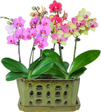 W&W Orchid Pot with Holes and Saucer for Repotting, YellowGreen, 9.7 Inch