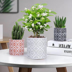 Plant Pots, Set of Indoor Plant pots, Plastic Planter with Drainage and Saucer, Modern Distinctive Self Watering Plant Pot, Spray Spots (Indoor Plant Pots)