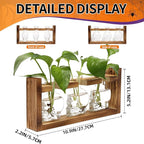 Terrarium Propagation Station, 3 Clear Skull Glass Vases with Wood Stand