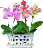 W&W Orchid Pot with Holes and Saucer for Repotting, Blue and White, 9.7 Inch
