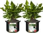 2-Pack 30 Gallon Plant Grow Bags, Thickened Nonwoven Fabric Pots with Handles,Sturdy Garden Planters Aeration Gardening Container to for Plants, Vegetables, and Flowers