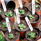 Plant Nursery Pot/Pots 200 Pcs 4" Plastic Small Plants Pots Flower Pots Seed Starting Pots for Plants Indoor Outdoor Seeding pots (with 200 Plant Labels)