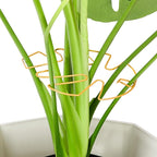 6PCS Iron Monstera Plant Support, Uniquely Designed Indoor Plant Accessories, Stable Plant Support Stakes for Indoor Plant, Turtle Shell Bamboo Clamp Set for Thriving Growth