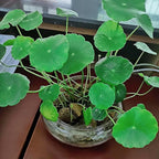 Glass Lotus Bowl Planter, Lotus Flower Bowl, Lotus Bowls for Planting in Water Indoors,Suitable for Succulent Plants and Aquatic Plant Bonsai Arrangements (S)
