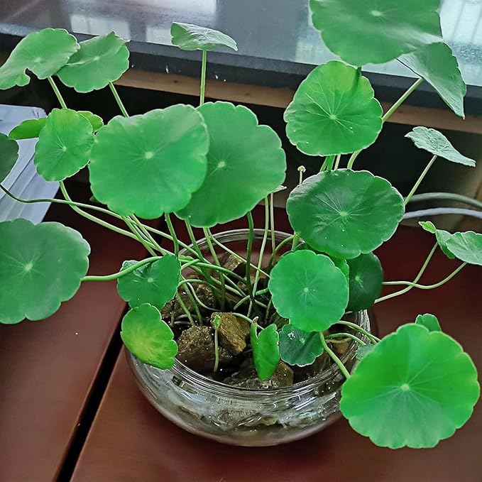 Glass Lotus Bowl Planter, Lotus Flower Bowl, Lotus Bowls for Planting in Water Indoors,Suitable for Succulent Plants and Aquatic Plant Bonsai Arrangements (S)