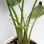 Monstera Stem Support - 5-Piece Durable Plant Support System for Monstera & Turtle Shell Plants -Premium -Quality Leaf Clamps -Easy-to-Use Indoor Garden Stabilizers for Healthy Growth