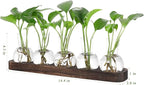 Desktop Terrarium Set: 5 Glass Propagation Vases with Wooden Tray