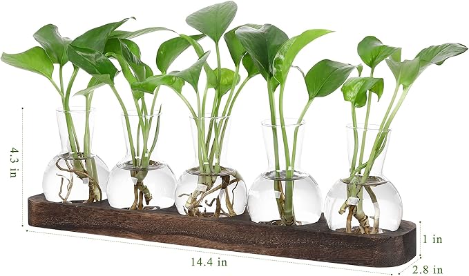 Desktop Terrarium Set: 5 Glass Propagation Vases with Wooden Tray