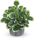 13" Artificial Plants Indoor Small Fake Plant in Ceramic Pot, Silk Plants for Home Decor Indoor, Faux Peperomia Potted Plant for Shelves, Desks, Home, Room, Office, Bedroom, Entryway, Tabletop Decor